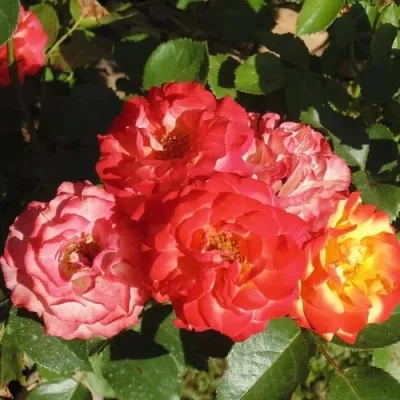 Саженцы роз ТАЙФУН спрей — описание сорта Саженцы роз ТАЙФУН спрей в Москве