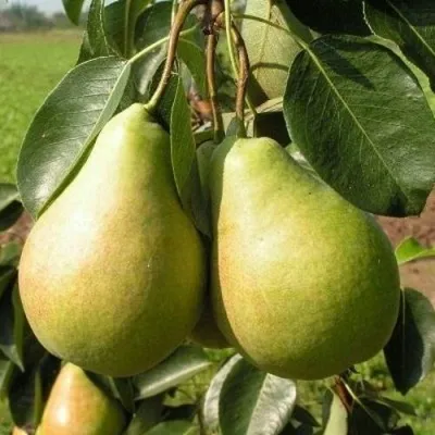 Груша ИЗУМРУД колонновидная в Москве