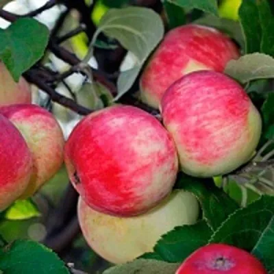 Яблоня СЕРЕБРЯНОЕ КОПЫТЦЕ в Москве