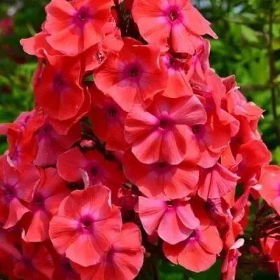 саженцы флокса саженцы флокса