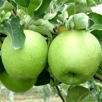 Яблоня РЕНЕТ СИМИРЕНКО в Москве