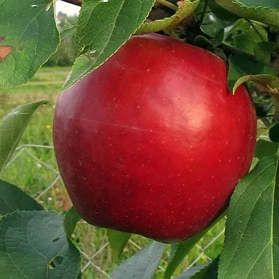 Яблоня РЕДФРИ  Яблоня РЕДФРИ в Москве