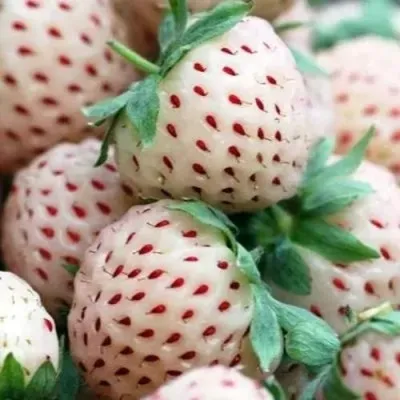 Клубника АНАНАСА ремонтантная — описание сорта Клубника АНАНАСА ремонтантная в Москве