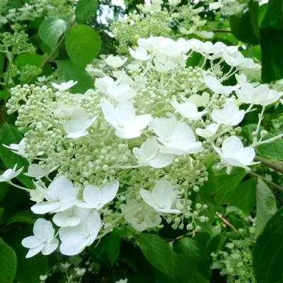 Гортензия УАЙТ ДОМ древовидная — описание сорта Гортензия УАЙТ ДОМ древовидная в Москве