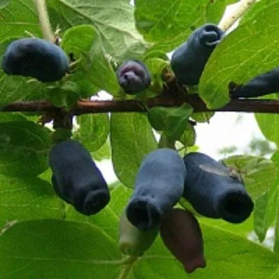 Жимолость съедобная НАРЫМСКАЯ в Москве