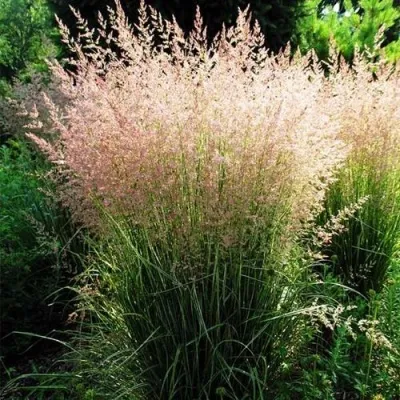 Молиния ФОНТЕЙН тростниковая — описание сорта Молиния ФОНТЕЙН тростниковая в Москве