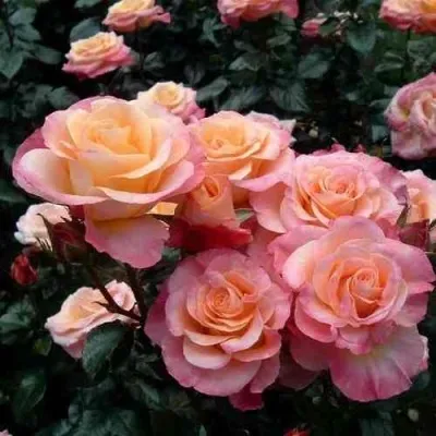 Саженцы роз ЧИКАГО ПИС чайно-гибридная в Москве