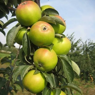 Яблоня ЛУКОМОР колонновидная  Яблоня ЛУКОМОР колонновидная в Москве