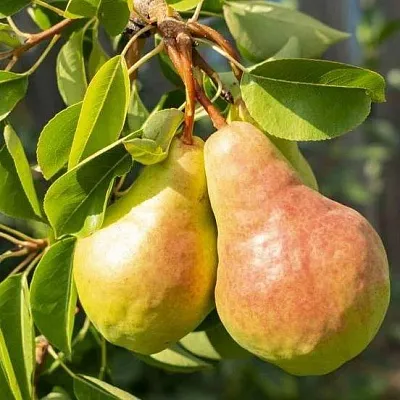 Летние сорта  Летние сорта в Москве