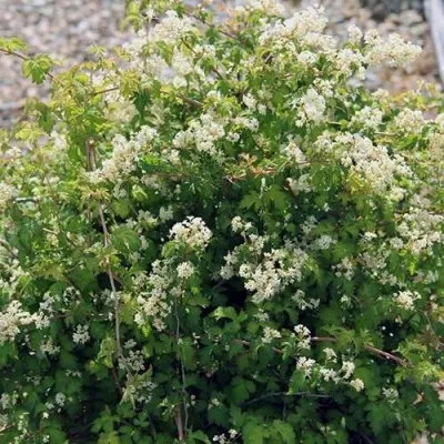 Стефанандра КРИСПА надрезаннолистная — описание сорта Стефанандра КРИСПА надрезаннолистная в Москве