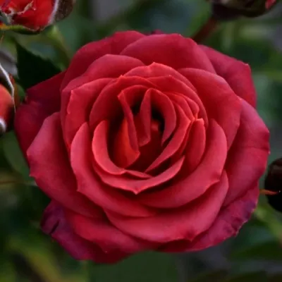 Саженцы роз ЧОКОЧИНО спрей в Москве