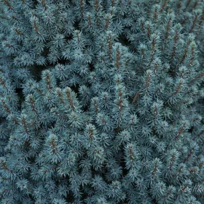 Ель САНДЕРС БЛЮ канадская — описание сорта Ель САНДЕРС БЛЮ канадская в Москве