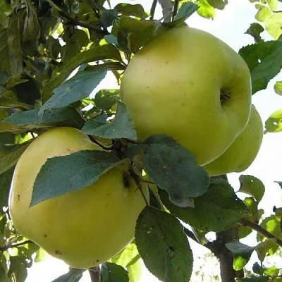 Яблоня АНТОНОВКА ОБЫКНОВЕННАЯ  Яблоня Антоновка Обыкновенная в Москве