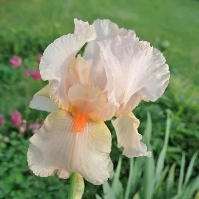 Ирис ПАТИ ДРЕСС бородатый  Ирис ПАТИ ДРЕСС бородатый в Москве