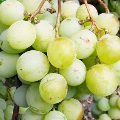 Виноград КЕША МУСКАТ — описание сорта Виноград КЕША МУСКАТ в Москве