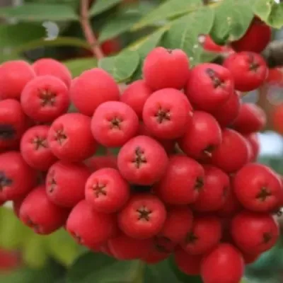 Рябина АЛАЯ КРУПНАЯ сладкоплодная — описание сорта Рябина АЛАЯ КРУПНАЯ сладкоплодная в Москве