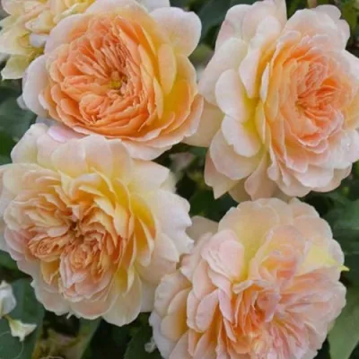 Саженцы роз АБЕЙ ДЕ СЕНТ-АМАН шраб — описание сорта Саженцы роз АБЕЙ ДЕ СЕНТ-АМАН шраб в Москве