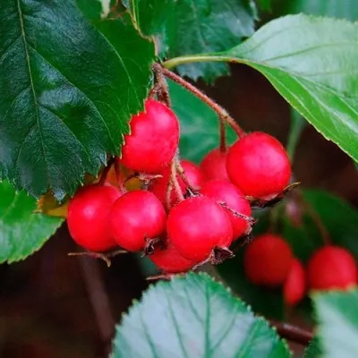 Боярышник ЛЮДМИЛ — описание сорта Боярышник ЛЮДМИЛ в Москве