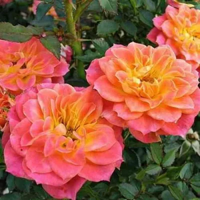 Саженцы роз МАНДАРИН миниатюрная — описание сорта Саженцы роз МАНДАРИН миниатюрная в Москве