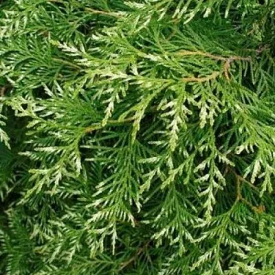 Туя СМАРАГД ВАРИЕГАТА западная в Москве