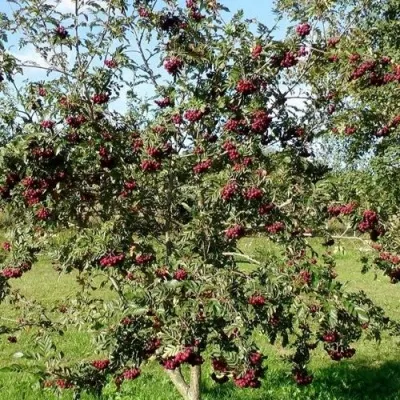 Рябина БУРКА сладкоплодная — описание сорта Рябина БУРКА сладкоплодная в Москве