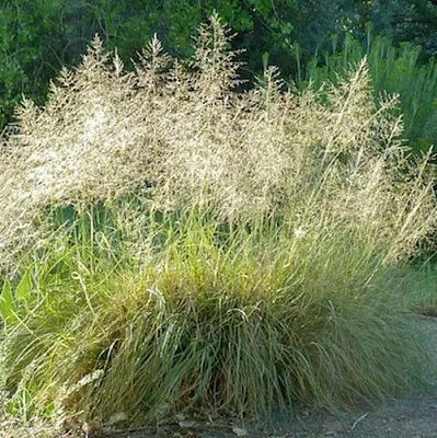 Каплесеменник воздушный  Каплесеменник воздушный в Москве