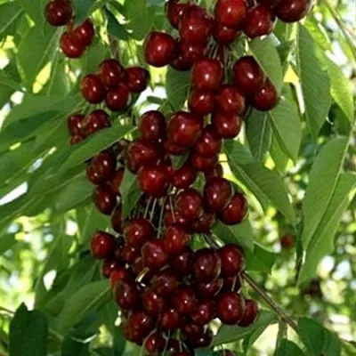 Черешня ХЕЛЕНА колоновидная в Москве