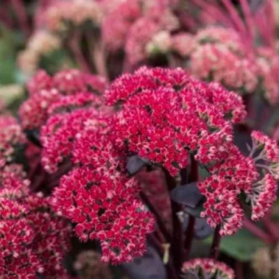 Очиток (седум) РЕД КАУЛИ в Москве