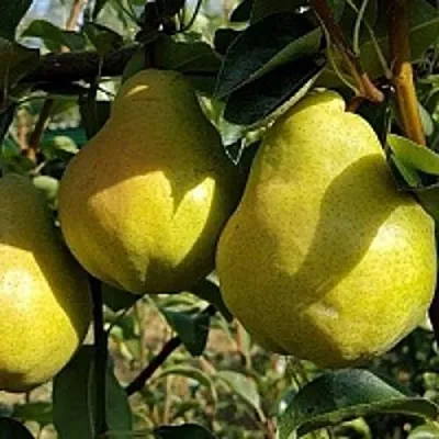 Груша СОКРОВИЩЕ  Груша СОКРОВИЩЕ в Москве