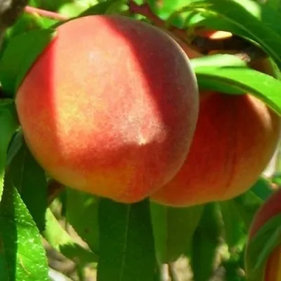 Персик РЭД ХЕВЕН — описание сорта Персик РЭД ХЕВЕН в Москве