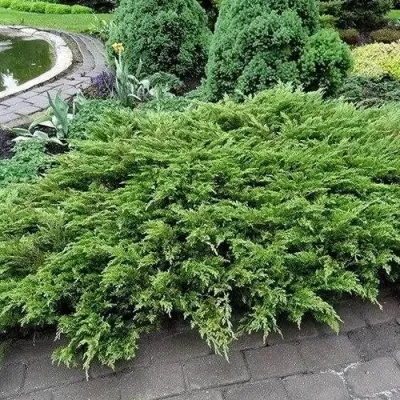 Можжевельник РОКЕРИ ДЖЕМ казацкий — описание сорта Можжевельник РОКЕРИ ДЖЕМ казацкий в Москве