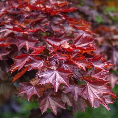 Клен КРИМСОН КИНГ остролистный в Москве