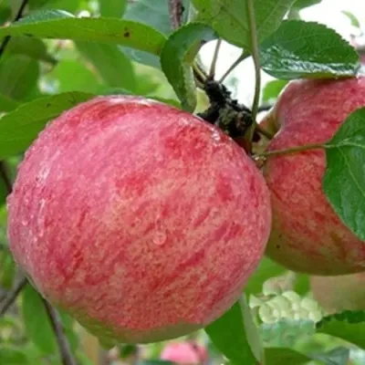 Яблоня ШТРИФЕЛЬ — описание сорта Яблоня ШТРИФЕЛЬ в Москве