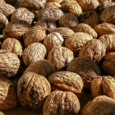 Грецкий орех ПИНСКИЙ в Москве