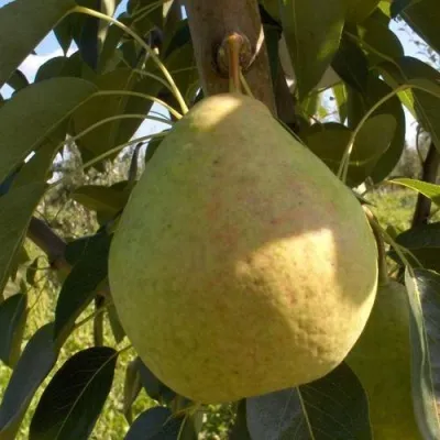 Груша СЛАДКАЯ ИЗ МЛИЕВА — описание сорта Груша СЛАДКАЯ ИЗ МЛИЕВА в Москве