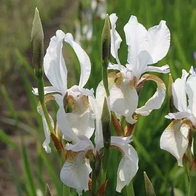 Ирис АЛЬБА сибирский  Ирис АЛЬБА сибирский в Москве