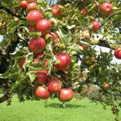 Яблоня ОРЛИК — описание сорта Яблоня ОРЛИК в Москве