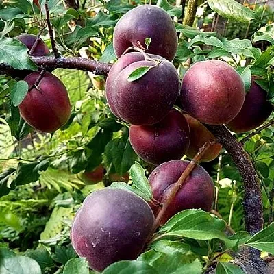 Шарафуга БЕЛЛА РОЯЛЬ  Шарафуга БЕЛЛА РОЯЛЬ в Москве