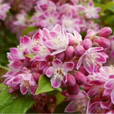 Дейция СТРОБЕРРИ ФИЛДС  — описание сорта Дейция СТРОБЕРРИ ФИЛДС  в Москве