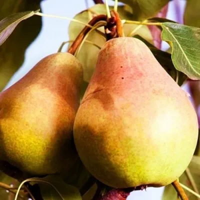 Груша СЛАДКАЯ ИЗ МЛИЕВА — описание сорта Груша СЛАДКАЯ ИЗ МЛИЕВА в Москве