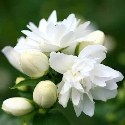 Жасмин ШНЕЕШТРУМ — описание сорта Жасмин ШНЕЕШТРУМ в Москве