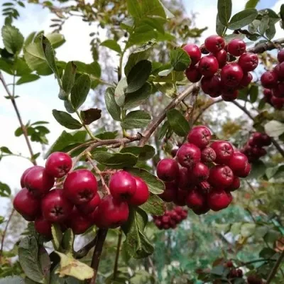 Рябина ГРАНАТНАЯ сладкоплодная — описание сорта Рябина ГРАНАТНАЯ сладкоплодная в Москве