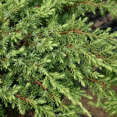 Можжевельник  Можжевельник в Москве