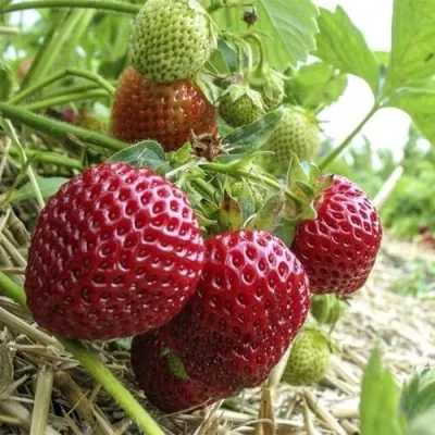 Клубника ЗЕНГА-ЗЕНГАНА — описание сорта Клубника ЗЕНГА-ЗЕНГАНА в Москве