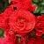 Саженцы роз ЧЕРРИ ГЕРЛ флорибунда в Москве