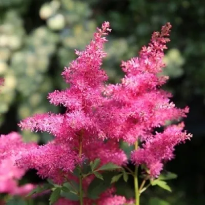 Астильба САННИ ДЕЙ гибридная в Москве