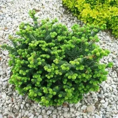 Пихта НАНА бальзамическая — описание сорта Пихта НАНА бальзамическая в Москве