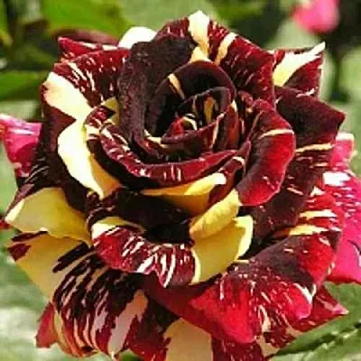 Саженцы роз ФОКУС ПОКУС флорибунда в Москве