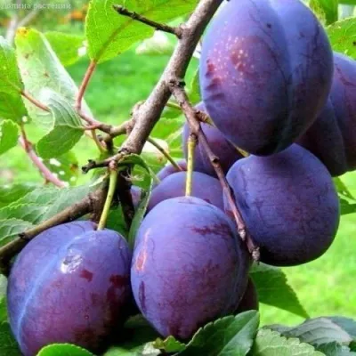 Слива ВЕНГЕРКА БЕЛОРУССКАЯ в Москве