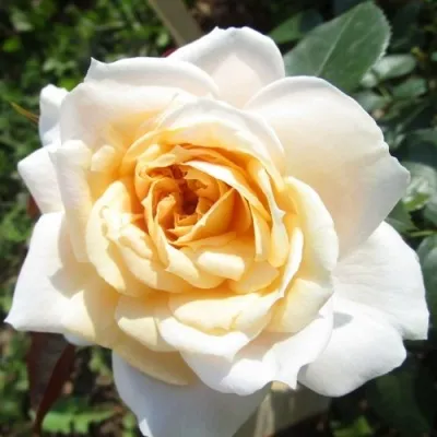 Саженцы роз ЛИОНС РОУЗ флорибунда — описание сорта Саженцы роз ЛИОНС РОУЗ флорибунда в Москве